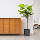 Fiddle Leaf Fig Tree — 10" Pot (5-6' Tall)