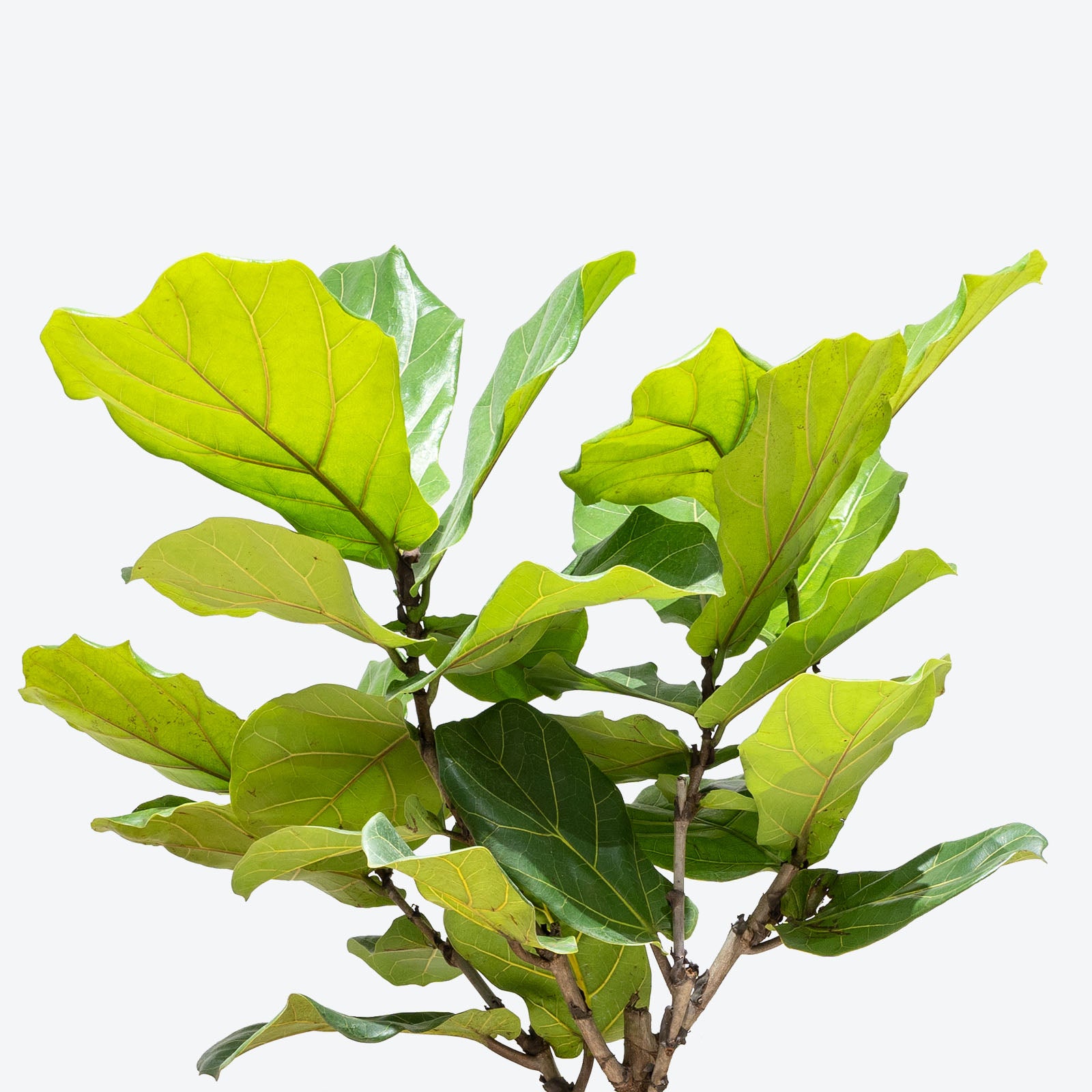 Fiddle Leaf Fig Tree - House Plants Delivery Toronto Canada - JOMO Studio
