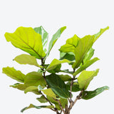 Fiddle Leaf Fig Tree - House Plants Delivery Toronto - JOMO Studio