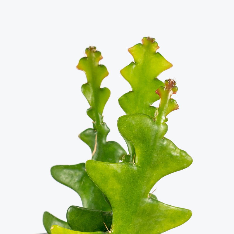 Fishbone Cactus - House Plants Delivery Toronto - JOMO Studio