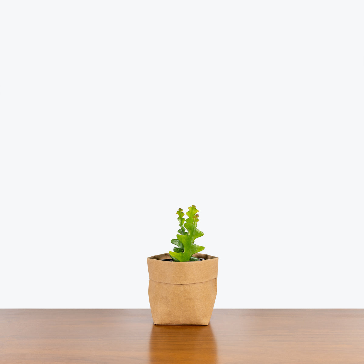 Fishbone Cactus | Indoor Tropical Plants & Houseplants for Delivery | Care  Guide and Pro Tips  JOMO Studio