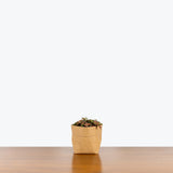 Fittonia Flaming Red Nerve Plant - House Plants Delivery Toronto - JOMO Studio