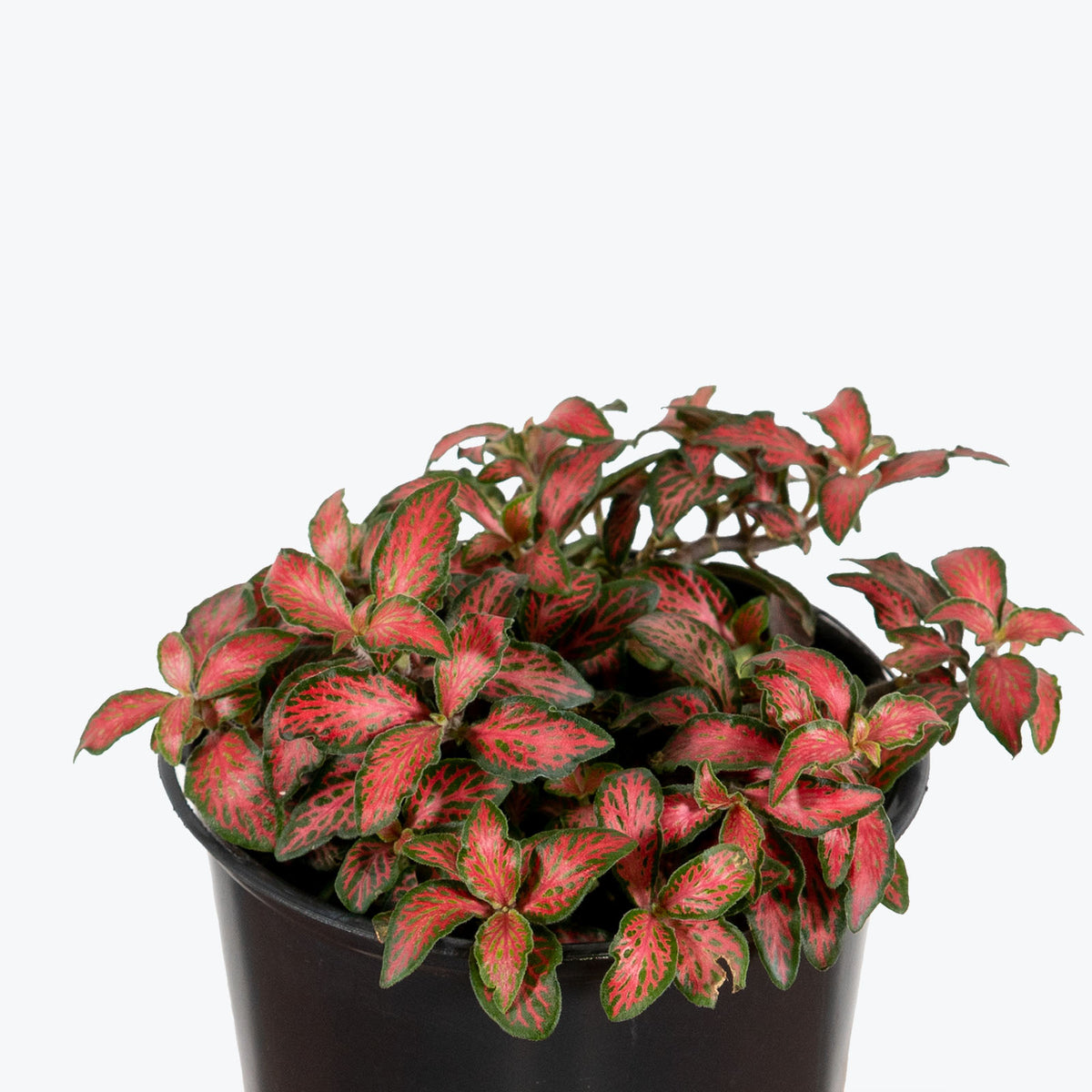 Fittonia Flaming Red Nerve Plant - House Plants Delivery Toronto - JOMO Studio