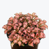 Fittonia Frankie Nerve Plant - House Plants Delivery Toronto - JOMO Studio