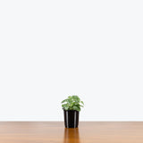 Fittonia Nerve Plant — 4" Pot - White