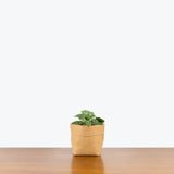 Fittonia Nerve Plant White - House Plants Delivery Toronto - JOMO Studio