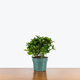 Gardenia Jasminoides - House Plants Delivery Toronto - JOMO Studio