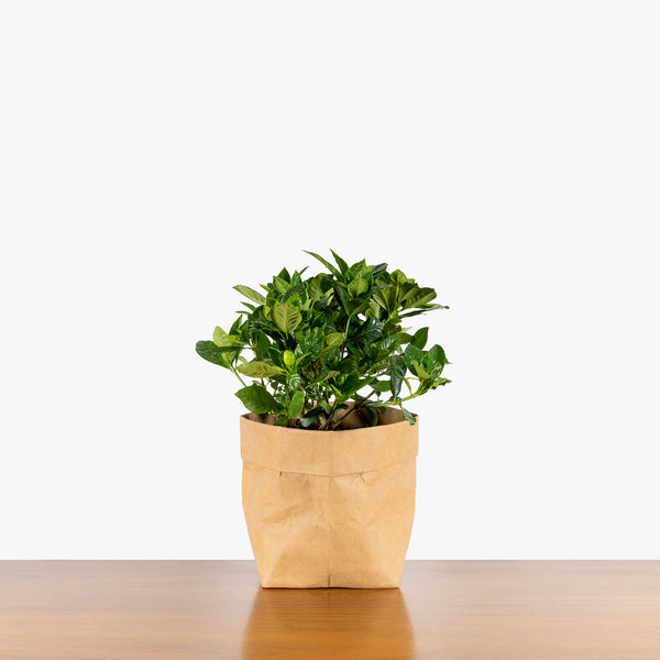 can you plant gardenia in a pot Gardenia Jasminoides | Care Guide and Pro Tips - Delivery from Toronto across Canada
