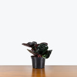 Geogenanthus Ciliatus — 6" Pot