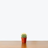 Golden Barrel Cactus - House Plants Delivery Toronto - JOMO Studio