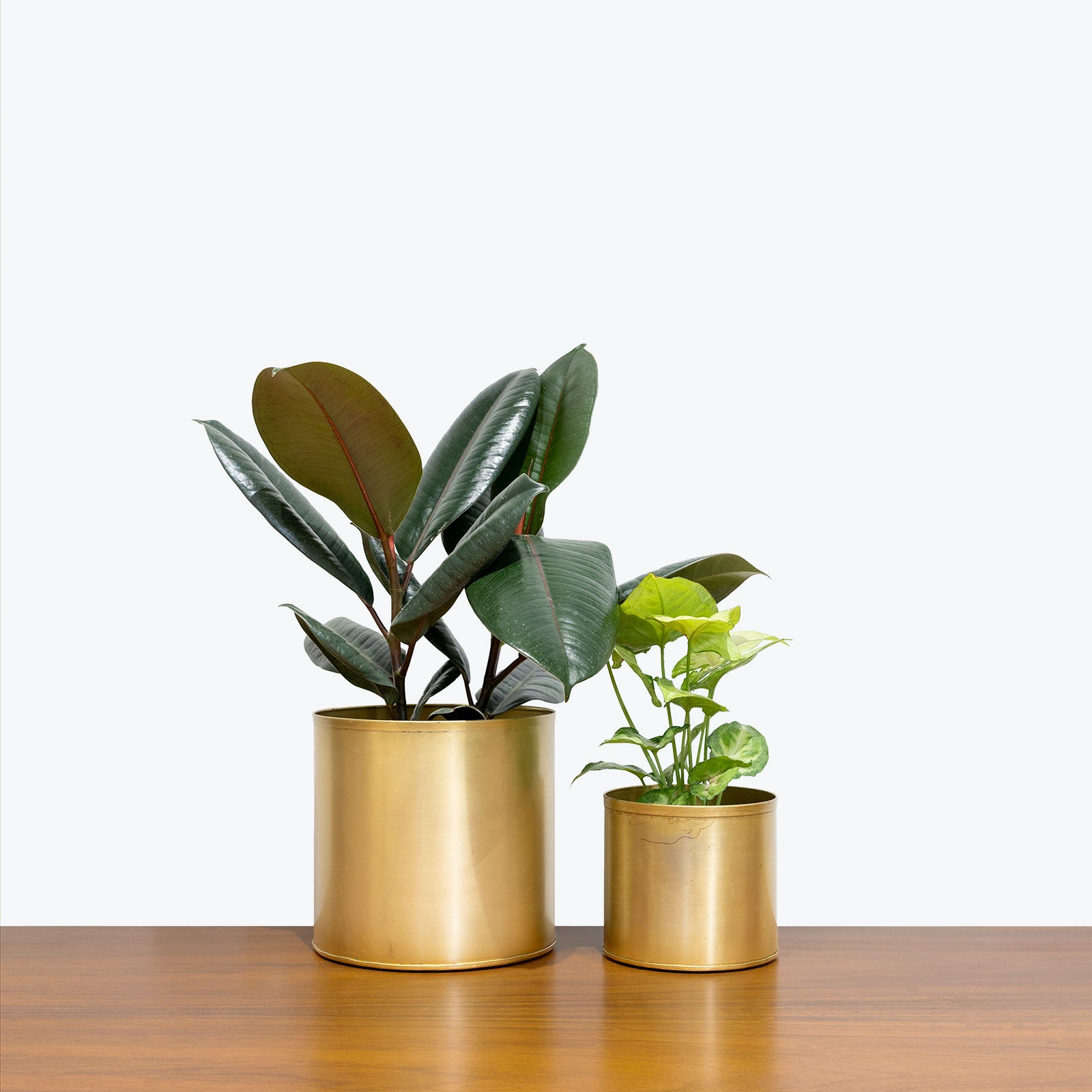 Golden Metal Planter - House Plants Delivery Toronto - JOMO Studio