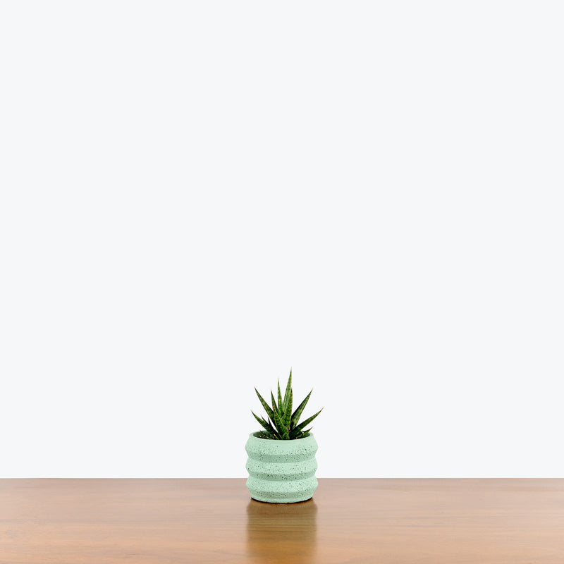 Green Concrete Planter - House Plants Delivery Toronto - JOMO Studio