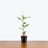 Green Tea Plant — 4" Pot