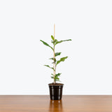 Green Tea Plant - Camellia Sinensis - House Plants Delivery Toronto - JOMO Studio