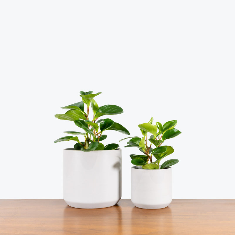 Grey Ceramic Planter - House Plants Delivery Toronto - JOMO Studio
