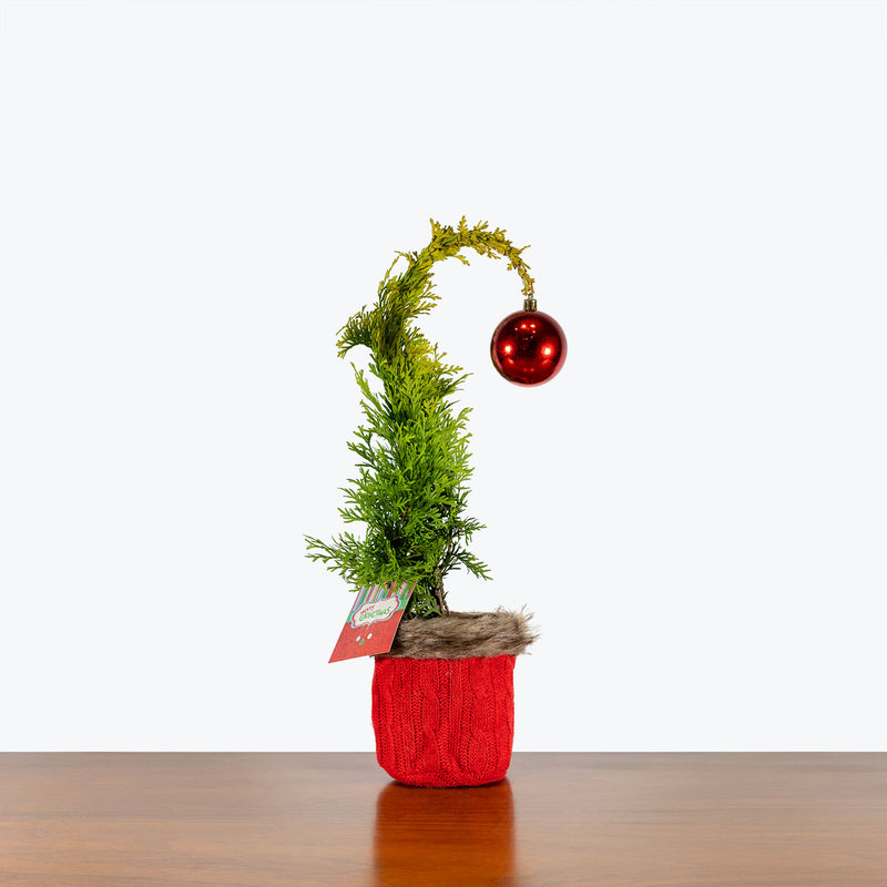 Grinchmas Tree - House Plants Delivery Toronto - JOMO Studio
