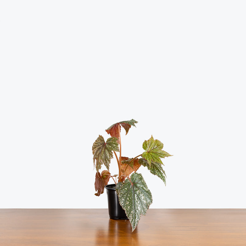 Gryphon Begonia - House Plants Delivery Toronto - JOMO Studio