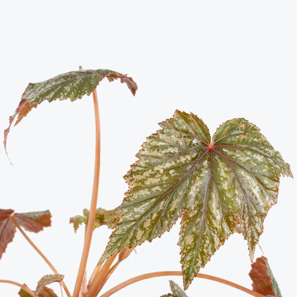 Gryphon Begonia - House Plants Delivery Toronto - JOMO Studio
