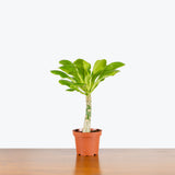 Hawaiian Palm — 5" Pot