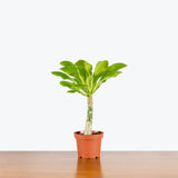 Hawaiian Palm - Brighamia Insignis - House Plants Delivery Toronto - JOMO Studio