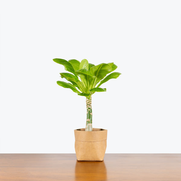 hawaiian palm indoor plant Hawaiian Palm - Brighamia Insignis - House Plants Delivery Toronto