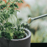 Haws Mini Watering Can - House Plants Delivery Toronto - JOMO Studio