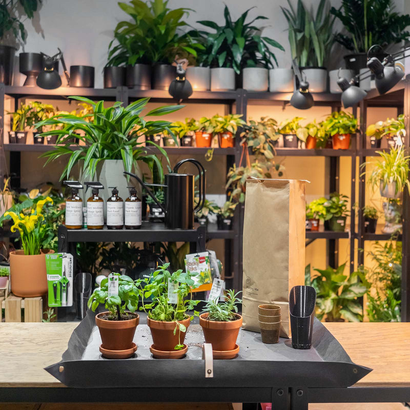 Herb Garden Kit - House Plants Delivery Toronto - JOMO Studio