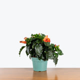 Hibiscus — 6" Pot - Assorted Color