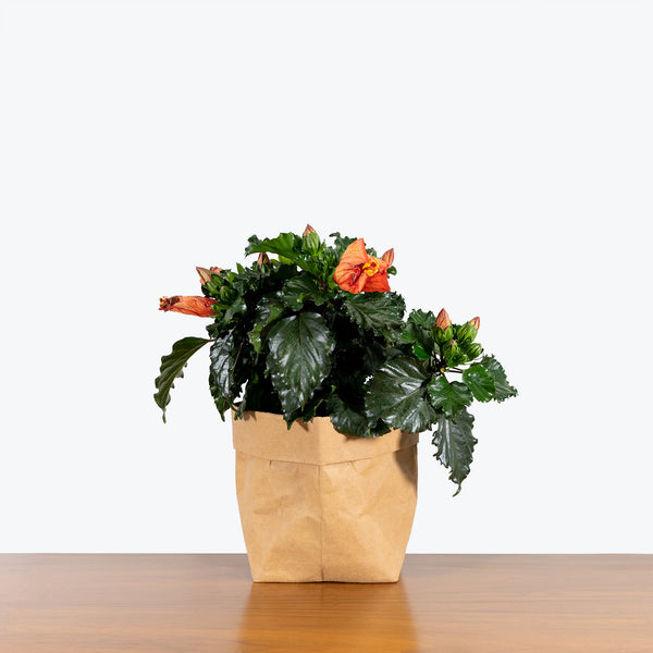 Hibiscus - House Plants Delivery Toronto - JOMO Studio