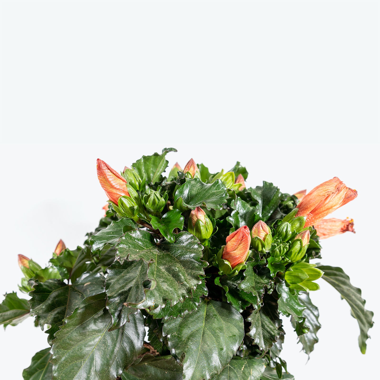 Hibiscus - House Plants Delivery Toronto - JOMO Studio