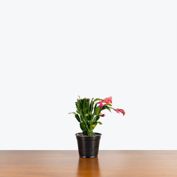 Zygocactus Truncata - Christmas Cactus - Thanksgiving Cactus