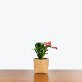 Zygocactus Truncata - Christmas Cactus - Thanksgiving Cactus - House Plants Delivery Toronto - JOMO Studio