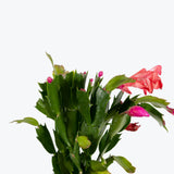 Zygocactus Truncata - Christmas Cactus - Thanksgiving Cactus - House Plants Delivery Toronto - JOMO Studio
