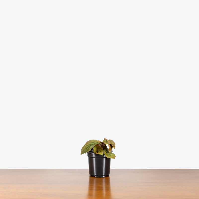 Homalomena Humilis Red Velvet - House Plants Delivery Toronto - JOMO Studio