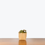 Homalomena Humilis Red Velvet - House Plants Delivery Toronto - JOMO Studio