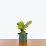 Homalomena Selby — 6" Pot