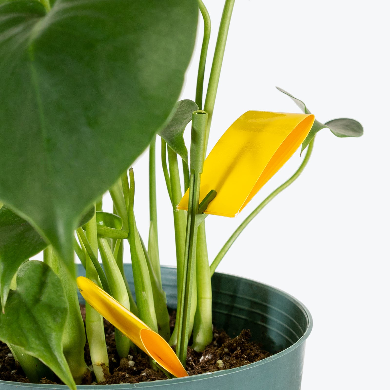 Houseplant Sticky Stakes - Safer's Sticky Stiks - House Plants Delivery Toronto - JOMO Studio