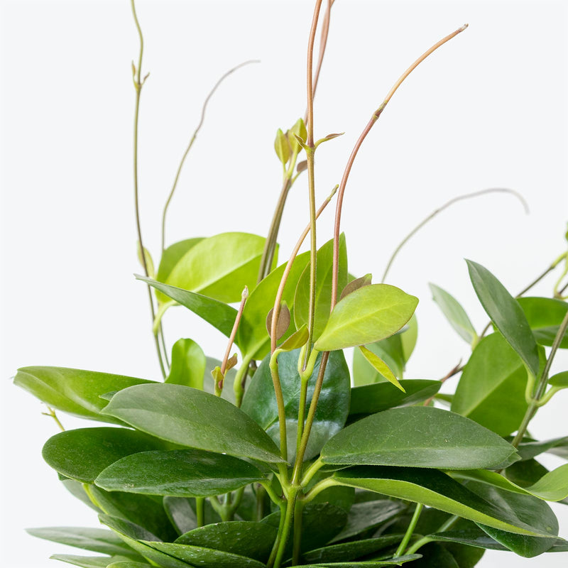 Hoya Australis - House Plants Delivery Toronto - JOMO Studio