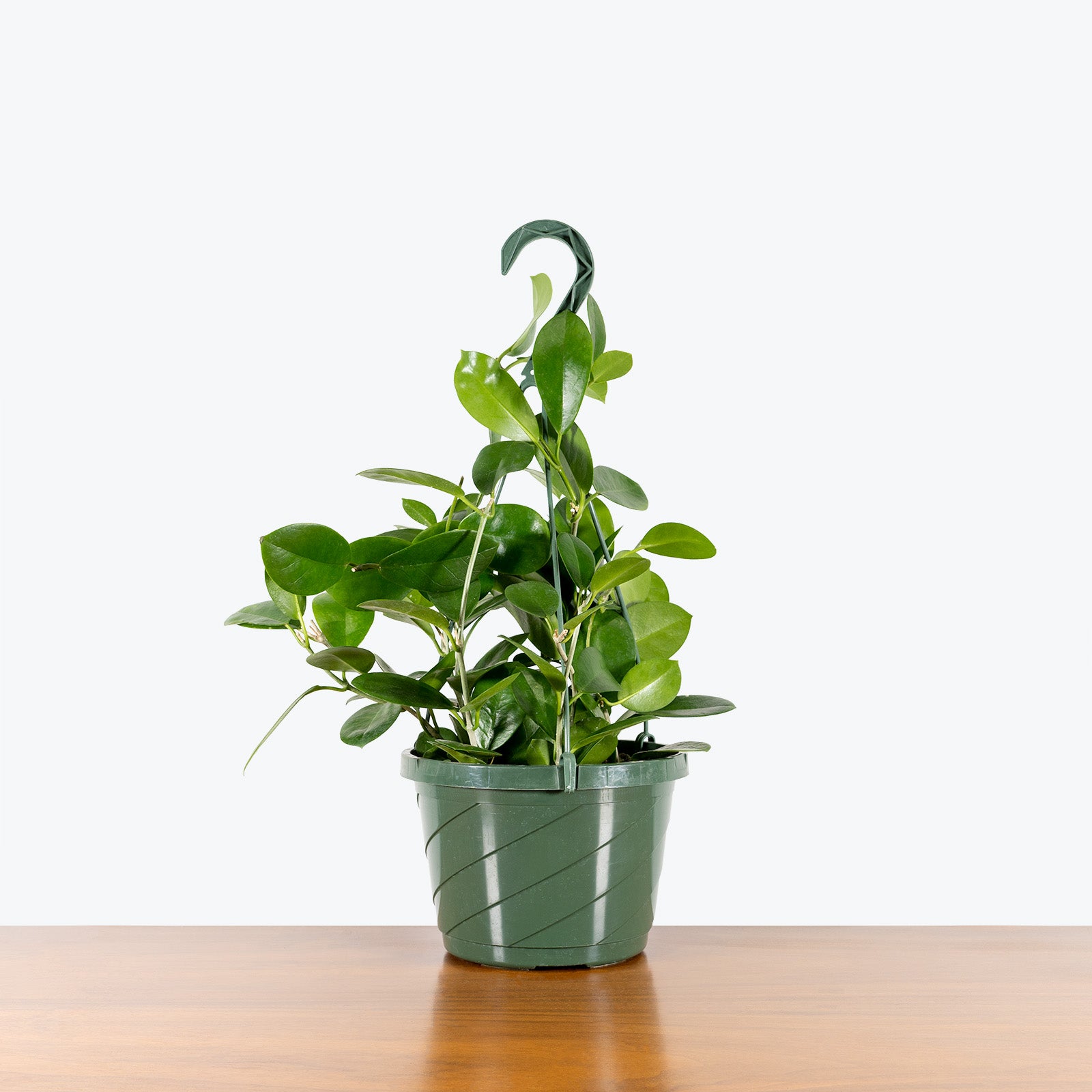 Hoya Australis - House Plants Delivery Toronto - JOMO Studio