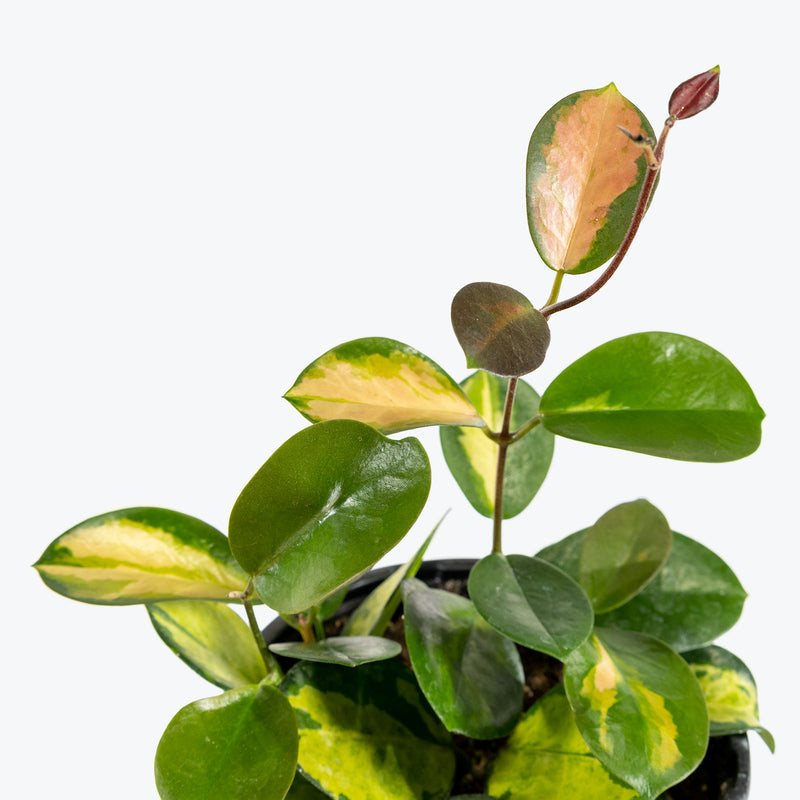 Hoya Australis Lisa | Easy Care Pet Friendly Houseplants for Delivery | Care Guide and Pro Tips