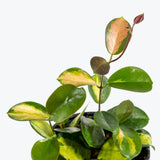Hoya Australis Lisa - House Plants Delivery Toronto - JOMO Studio
