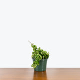 Hoya Carnosa Compacta Hindu Rope - House Plants Delivery Toronto - JOMO Studio