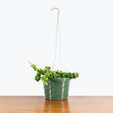 Hoya Hindu Rope — 8" Hanging Basket (trailing)
