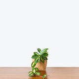 Hoya Carnosa Krimson Princess - House Plants Delivery Toronto - JOMO Studio