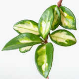 Hoya Carnosa Krimson Princess - House Plants Delivery Toronto - JOMO Studio