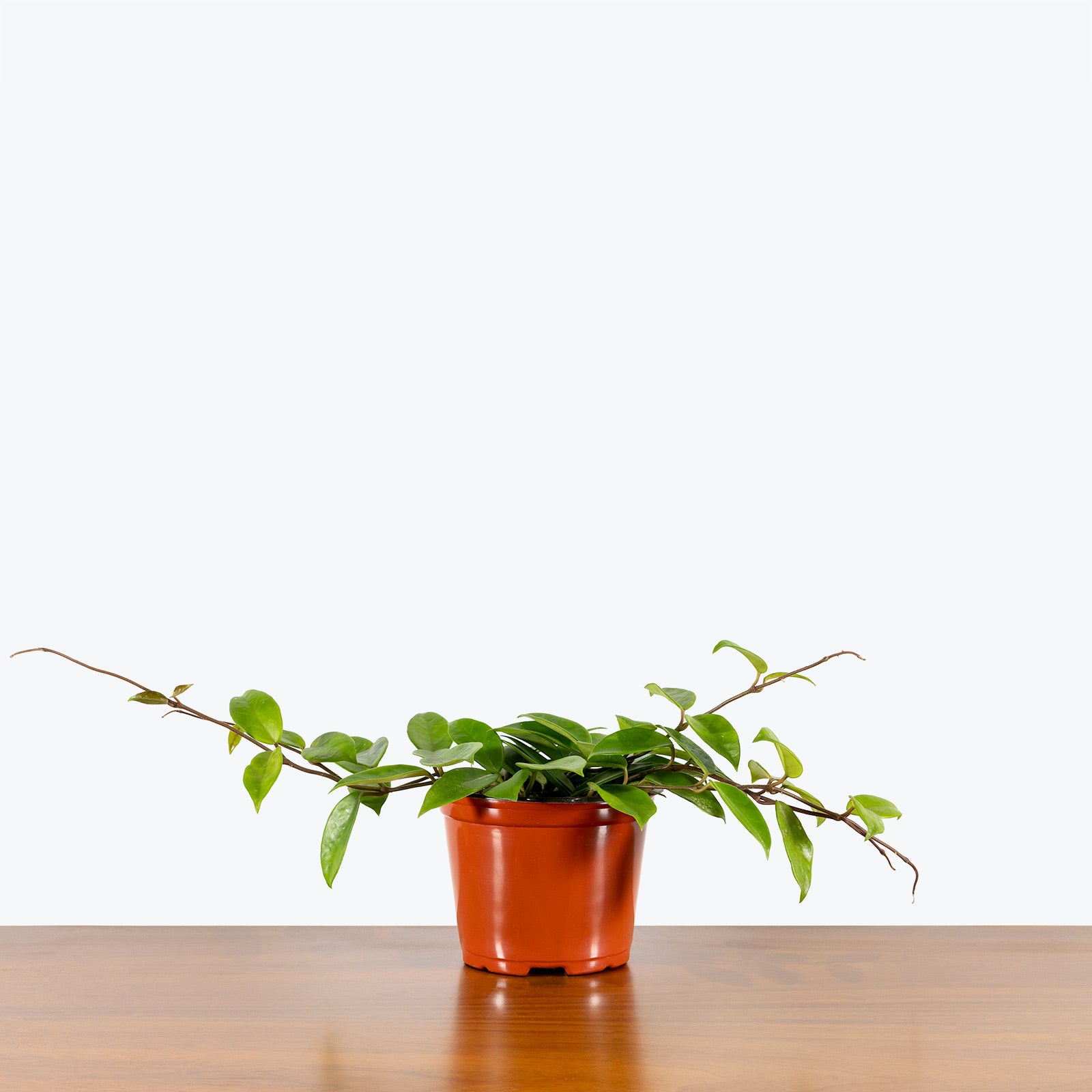 Hoya Carnosa - House Plants Delivery Toronto - JOMO Studio