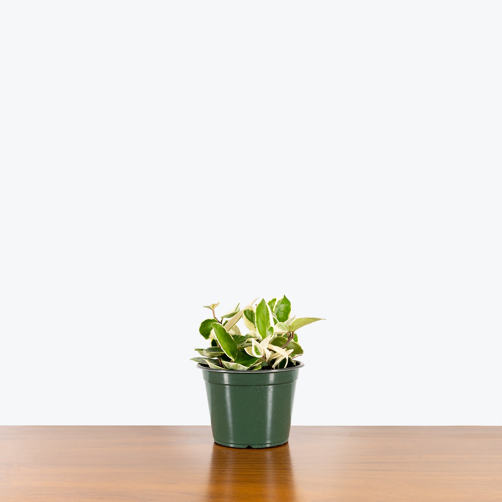 Hoya Chelsea Variegata - House Plants Delivery Toronto - JOMO Studio