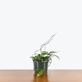 Hoya Crassipetiolata - House Plants Delivery Toronto - JOMO Studio
