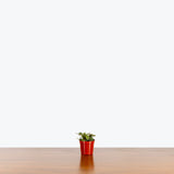 Hoya Curtisii - House Plants Delivery Toronto - JOMO Studio