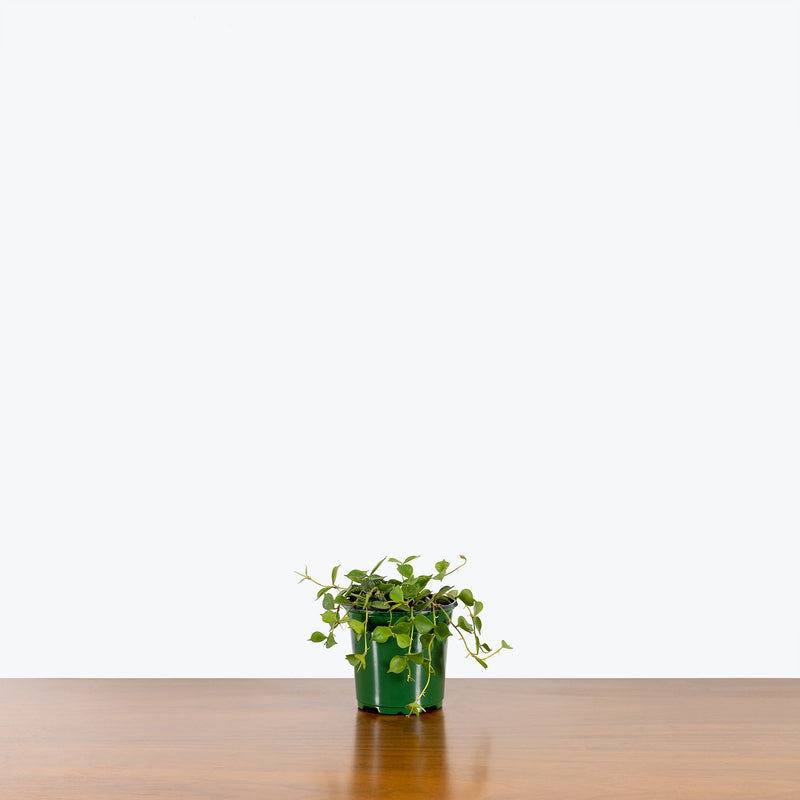 Hoya Curtisii - House Plants Delivery Toronto - JOMO Studio